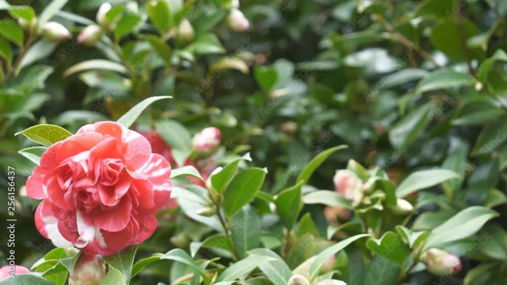 A red and white flower blossoming in spring. A red and white flower blossoming in spring.