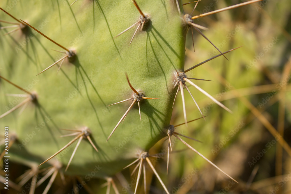green cactus leaf with needles close up on a blurred background of a bush green cactus leaf with needles close up on a blurred background of a bush