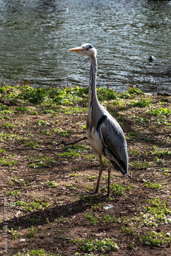 Fototapeta premium Airone Cinerino a Kensington Garden