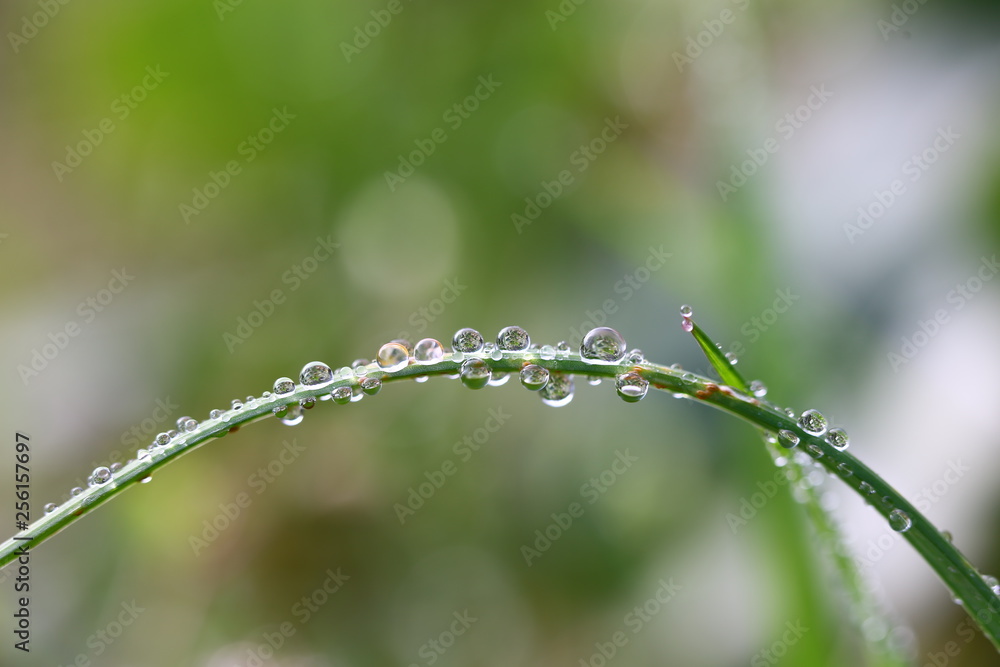 Fototapeta premium flowers and water drops