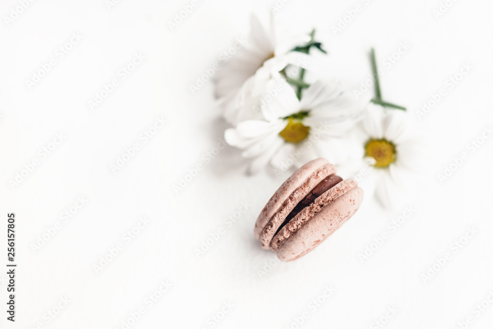 hocolate macaroon on a white background with cut live chrysanthenes. Isolated. Free space for text hocolate macaroon on a white background with cut live chrysanthenes. Isolated. Free space for text