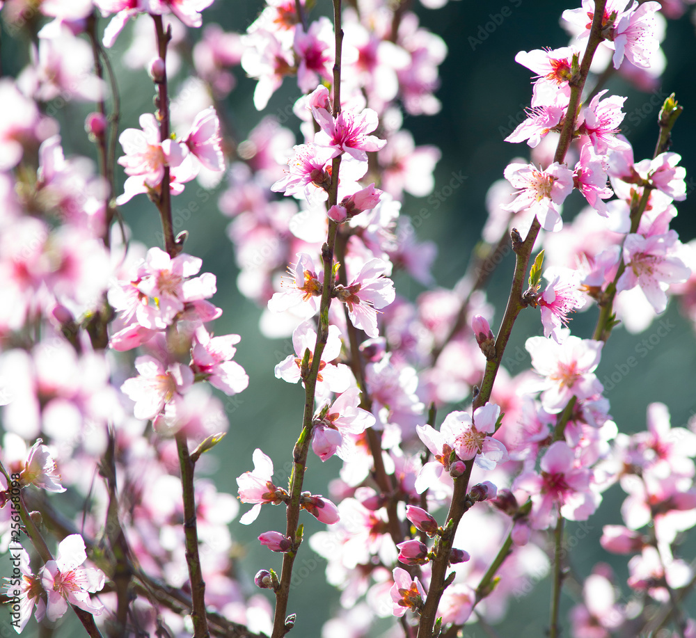 Obraz premium flowered peach tree