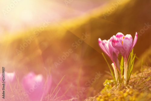 Amazing sunlight on spring flower crocus. View of magic blooming spring flowers crocus growing in wildlife. Majestic sunbeams on spring flower crocus