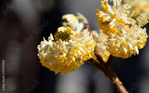 Close-up on yellow flowers of Edgeworthia chrysantha, Oriental paperbush photo