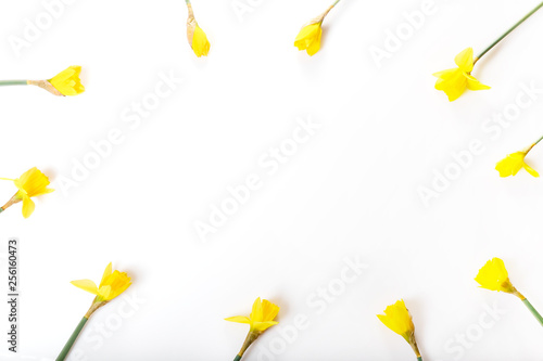 Fototapeta Naklejka Na Ścianę i Meble -  Spring floral border, beautiful fresh daffodils flowers, isolated on white background.