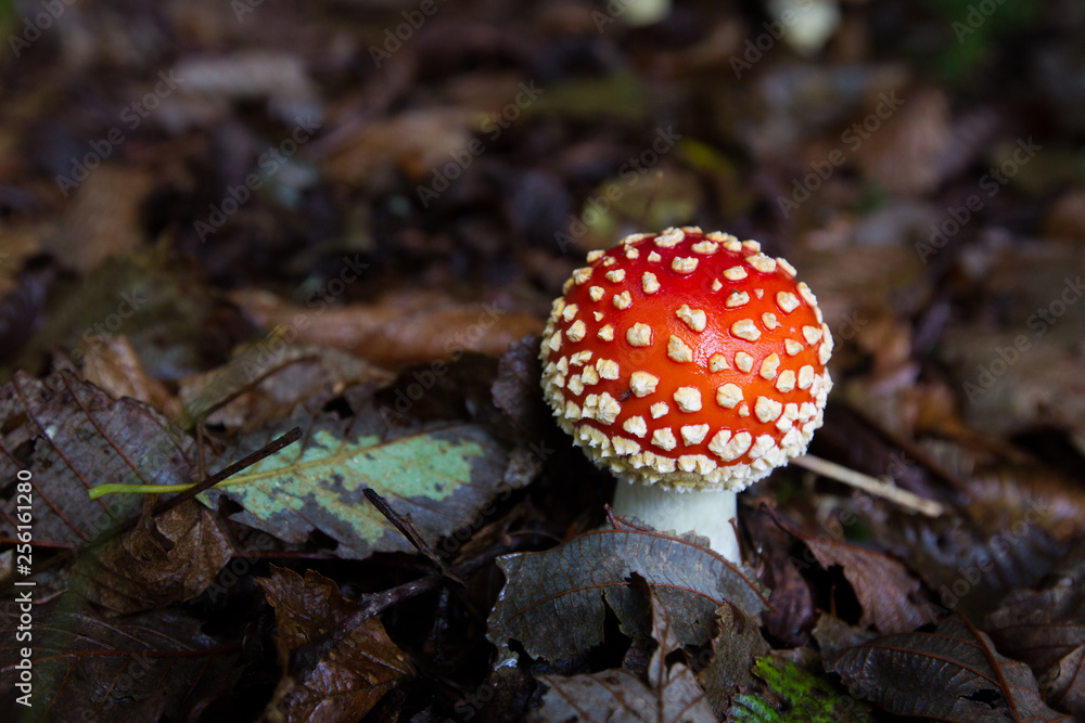 Fungus in forest Fungus in forest