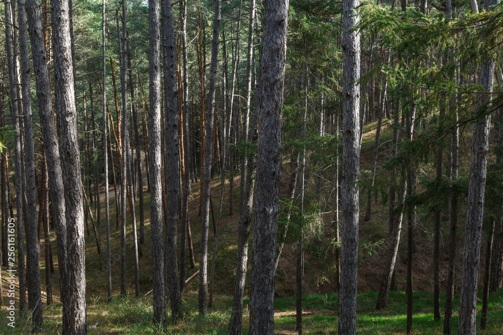 Pinus sylvestris. Pseudotsuga menziesii. Bosque de pinos y abetos. Pinus sylvestris. Pseudotsuga menziesii. Bosque de pinos y abetos.