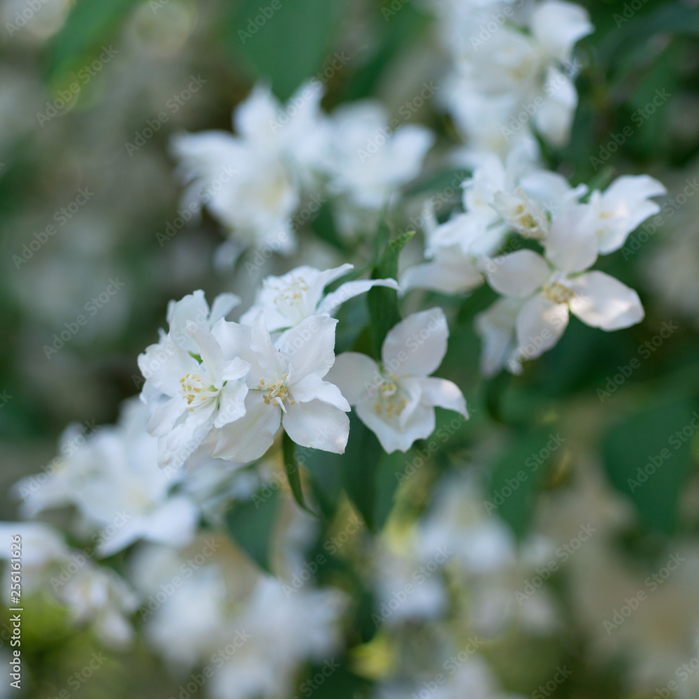 Blooming jasmine tree in spring in the garden