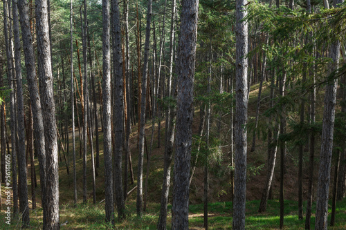 Fototapeta Naklejka Na Ścianę i Meble -  Pinus sylvestris. Pseudotsuga menziesii. Bosque de pinos y abetos. 