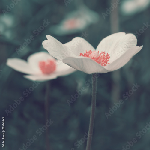  White anemone flowers, stylized