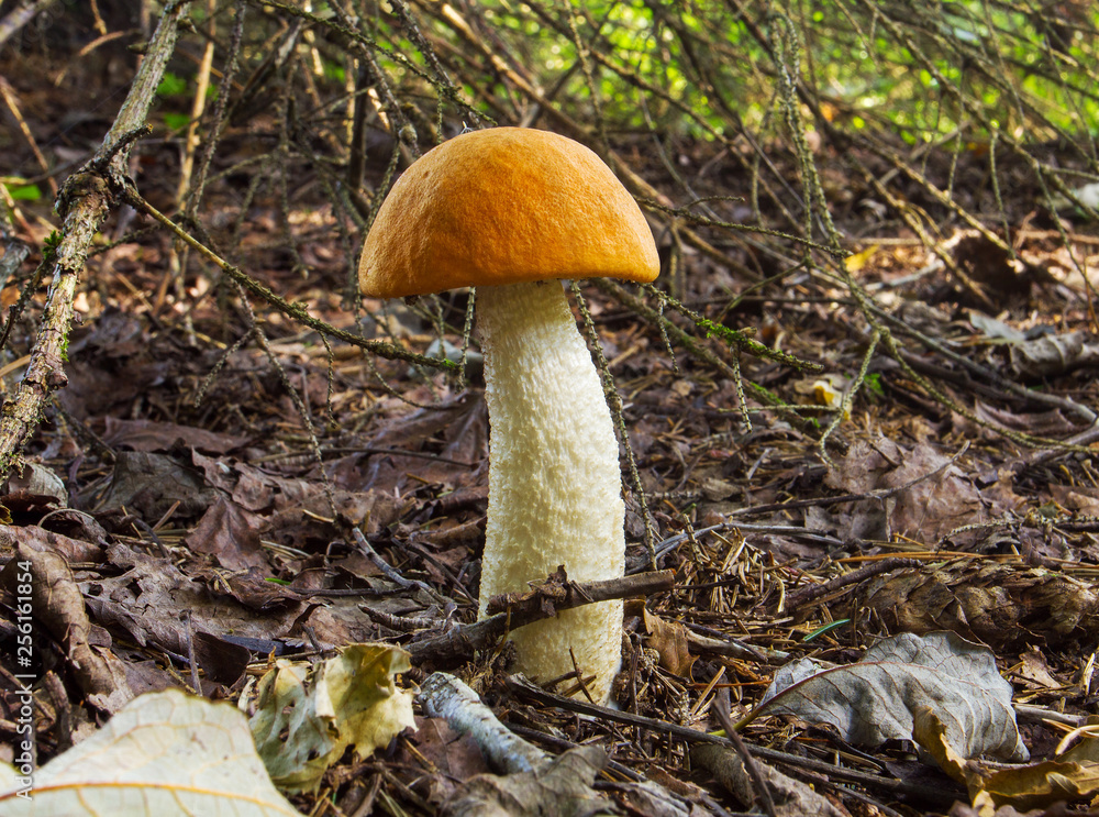 Fototapeta premium orange-cup boletus mushroom in the forest