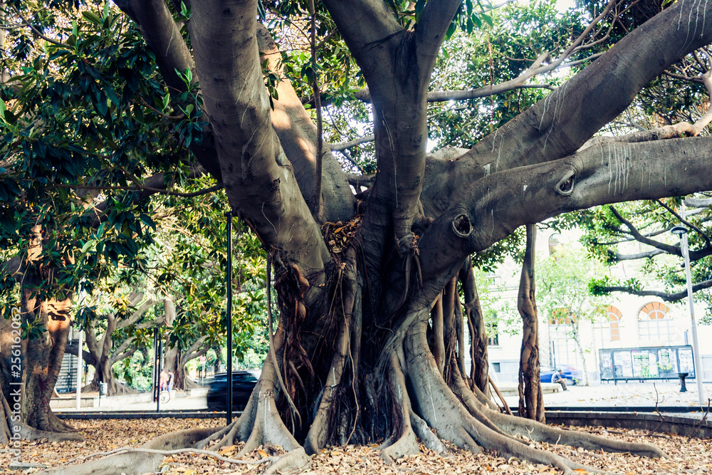Monumental ancient tree in Giardino Bellini, famous public garden in Catania, Sicily, Italy .