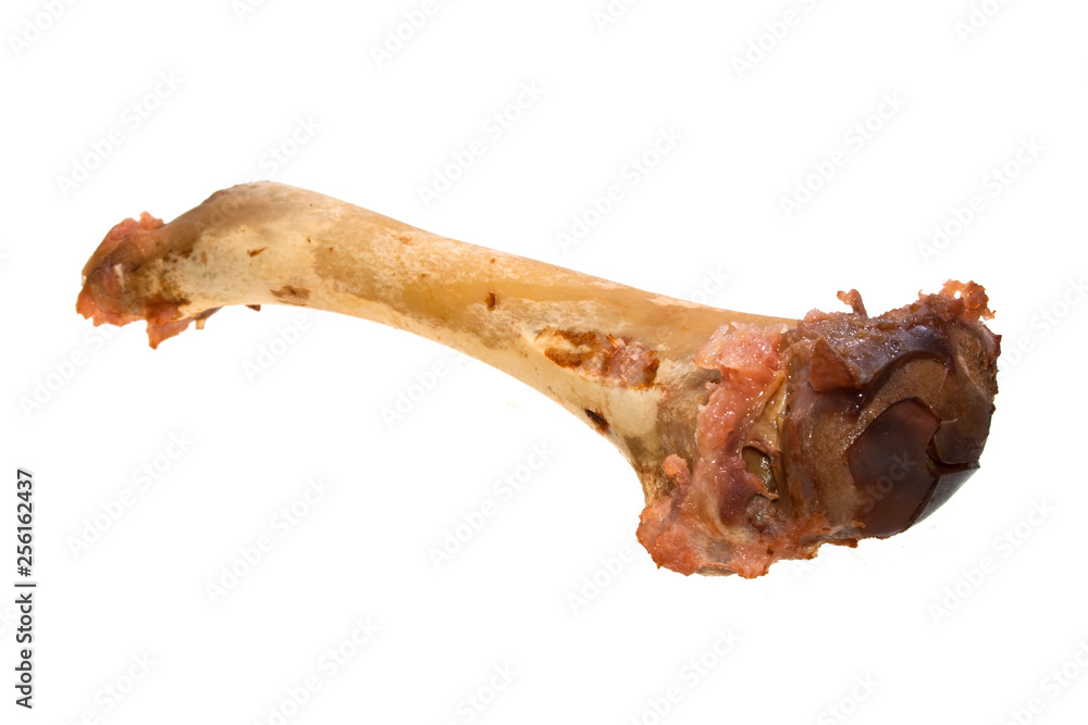 bone isolated on white background bone isolated on white background