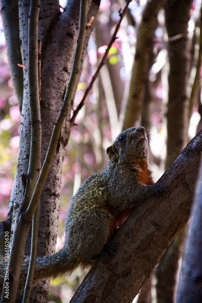squirrel squirrel