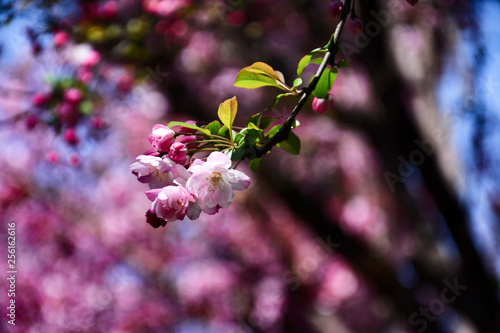 Peach Blossom of Kunming University