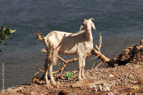 Khartoum, Sudan, Nubia, White & Blue Nile photo