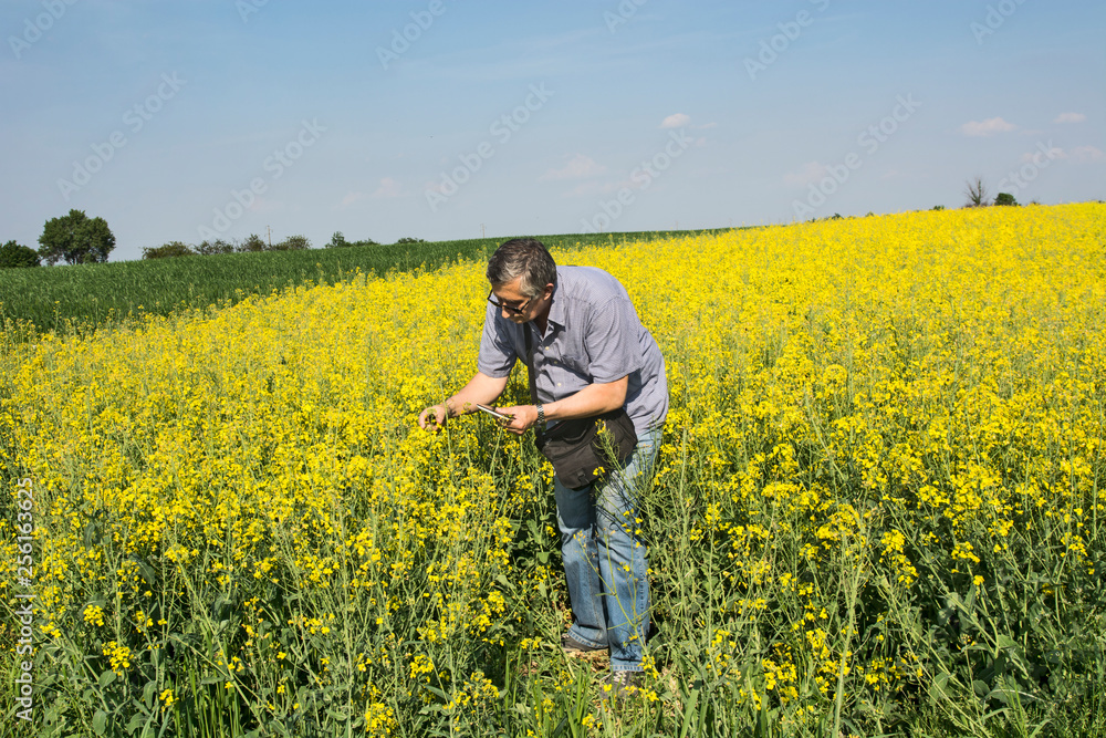 Agronomist inspecting quality of canola field Agronomist inspecting quality of canola field