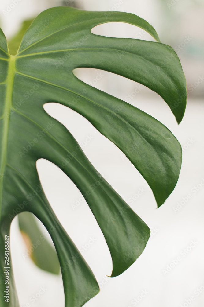 Obraz premium Real monstera leaves decorating for composition design.Tropical,botanical nature concepts ideas.