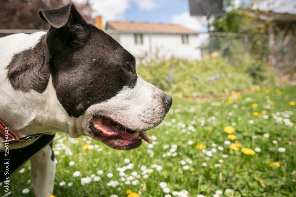 Pit bulldog Pit bulldog