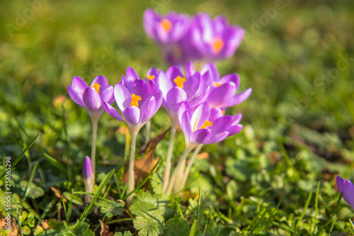 Spring bright floral background. Gentle symbol of spring.