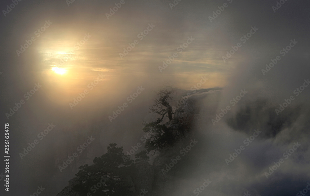 Fototapeta premium The light of the sun in the fog among the clouds and a tree on a cliff in the mountains