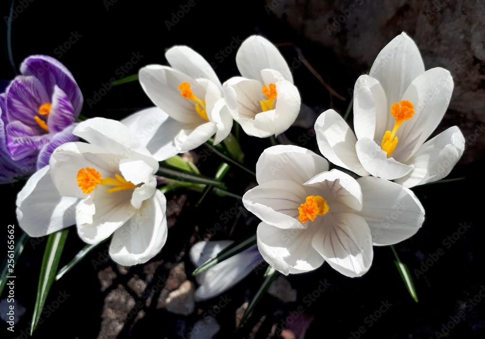 Beautiful crocuses close up, the first spring flowers in the flowerbed
