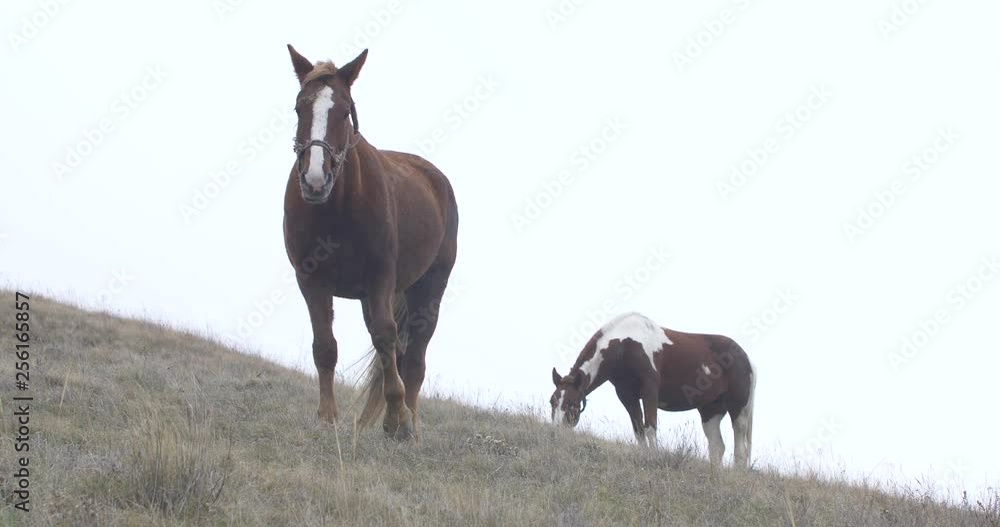 two brown horses with white spots and a cropped mane against the horizon two brown horses with white spots and a cropped mane against the horizon