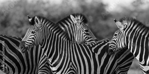 Three Common Zebra grooming in black and white