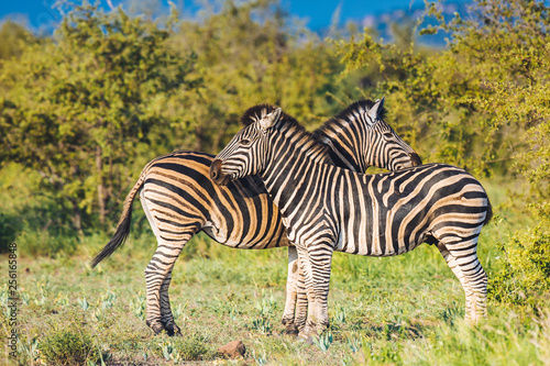 Two Common Zebra grooming in bright colors
