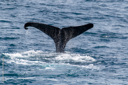 Whale Tail © Daniel Schäfer