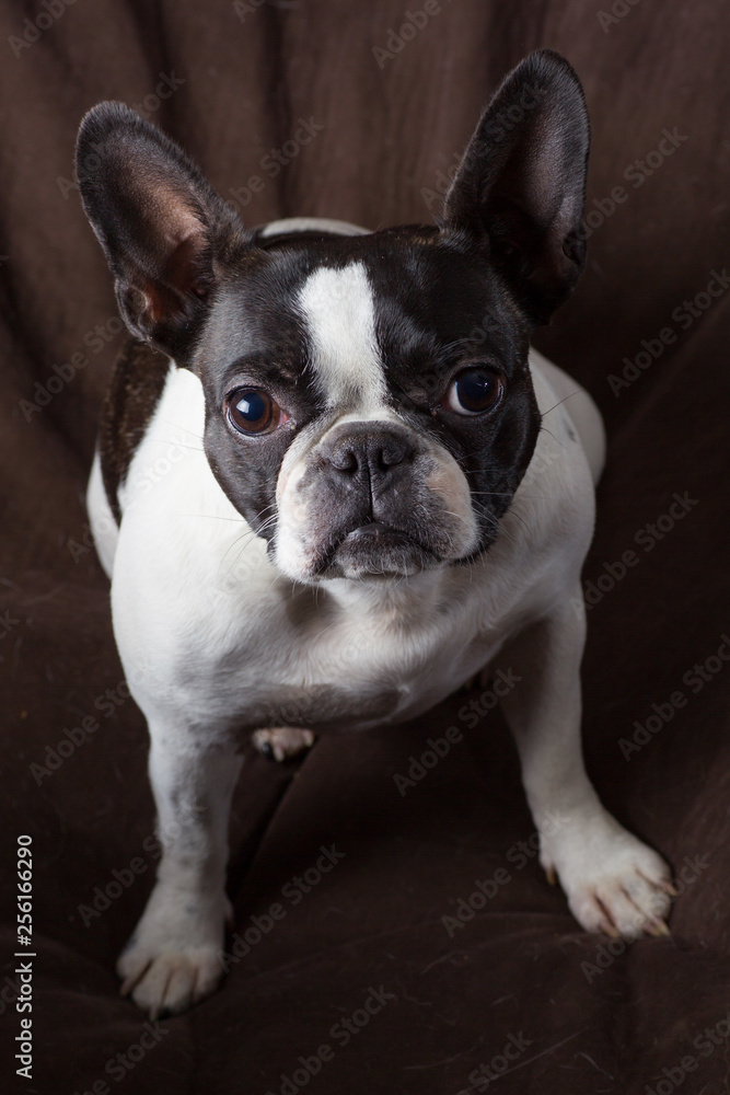 Fototapeta premium French bull mix boston terrier dog