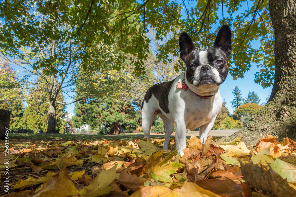 French bull mix boston terrier dog French bull mix boston terrier dog