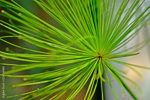 Close up Cyperus prolifer Lamarck with blurred background.