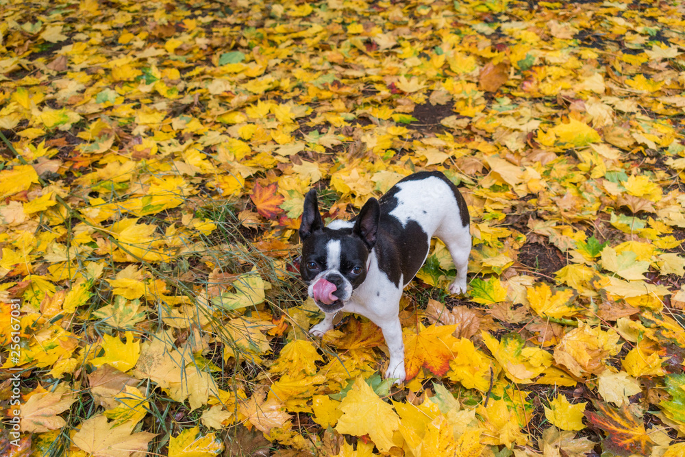 French bull mix boston terrier dog French bull mix boston terrier dog