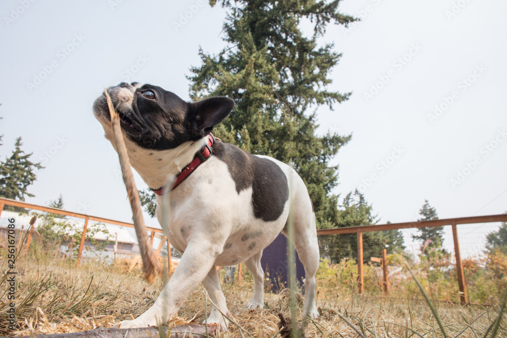 French bull mix boston terrier dog