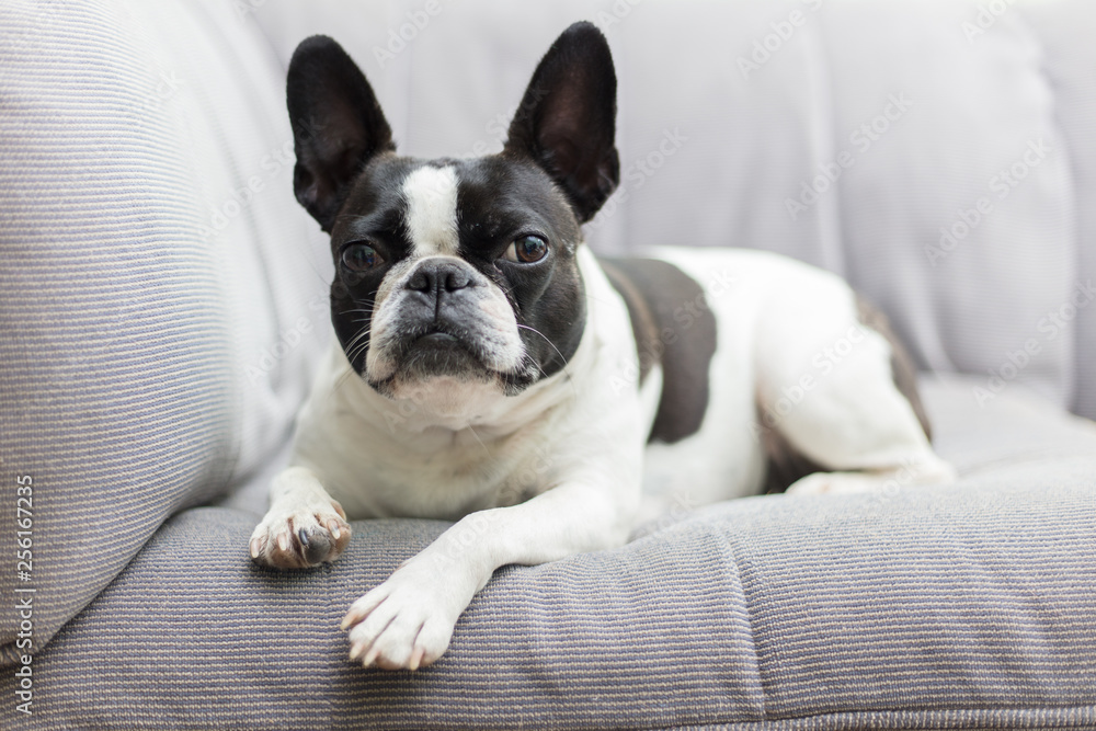 French bull mix boston terrier dog