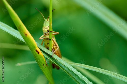 Macro photography of Grasshopper on leaf in the field, Grasshopper a plant-eating insect with long hind legs that are used for jumping