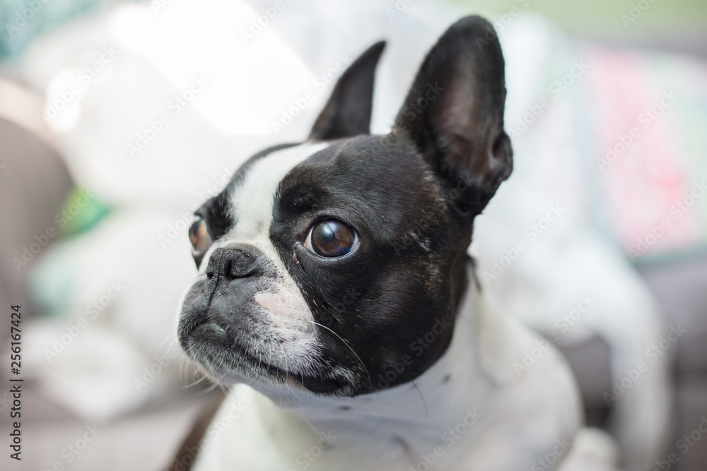 French bull mix boston terrier dog