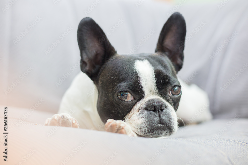 French bull mix boston terrier dog French bull mix boston terrier dog