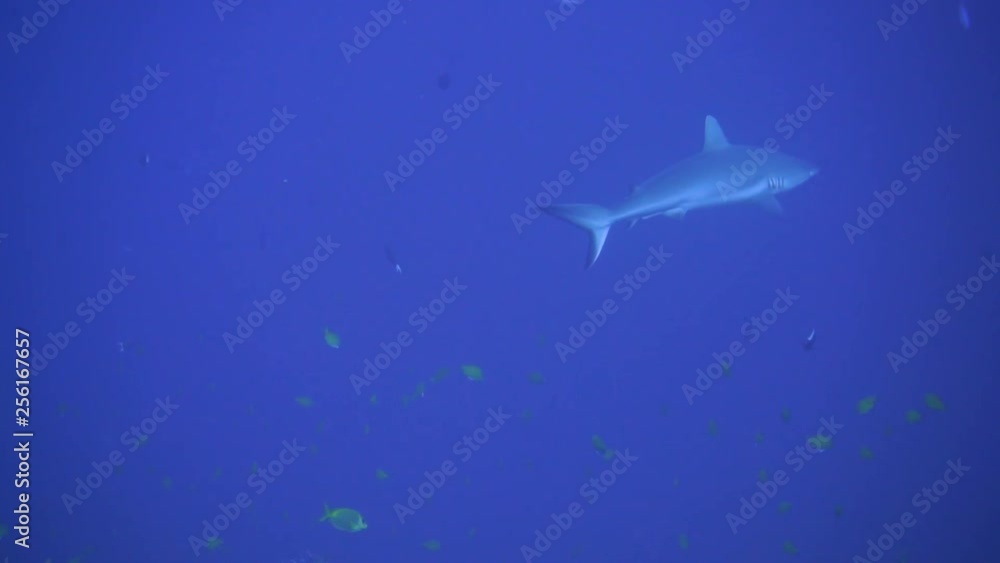 2 sharks swimming and crosses each others paths out in the blue 2 sharks swimming and crosses each others paths out in the blue