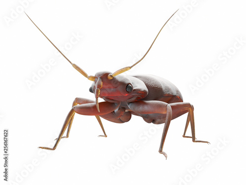 Foto 3d rendered medically accurate illustration of a bedbug