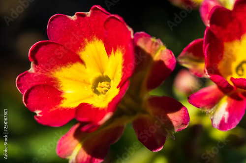 Primula or primrose primula vulgaris blossom. Beautiful red and yellow spring flowers. © Milan
