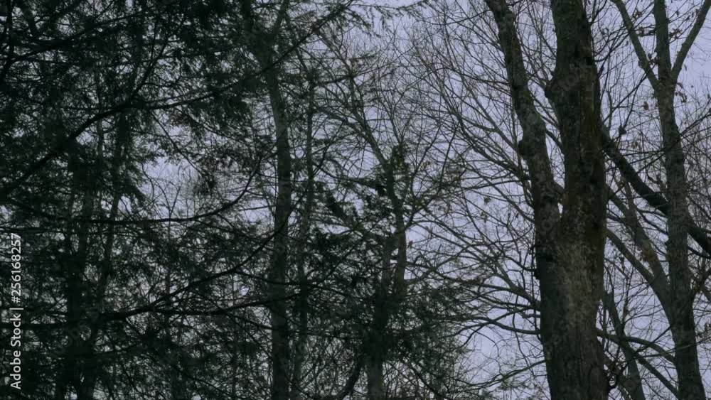 a verticle pan shot looking up from forest floor to winter trees silhouetted against a cloudy sky a verticle pan shot looking up from forest floor to winter trees silhouetted against a cloudy sky