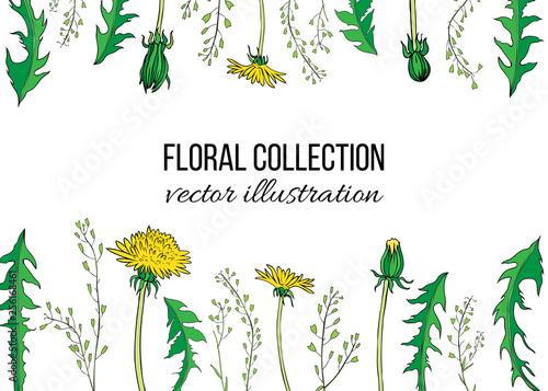 Dandelion flower, Capsella plant hand drawn vector ink color sketch isolated on white backdrop, Decorative graphic floral frame for natural cosmetic, design package tea, florist shop, wedding invite