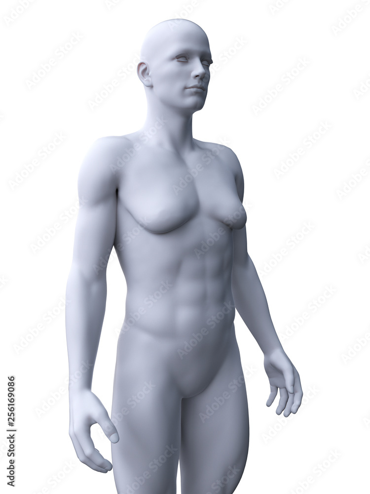 Fototapeta premium 3d rendered medically accurate illustration of a male with gynecomastia