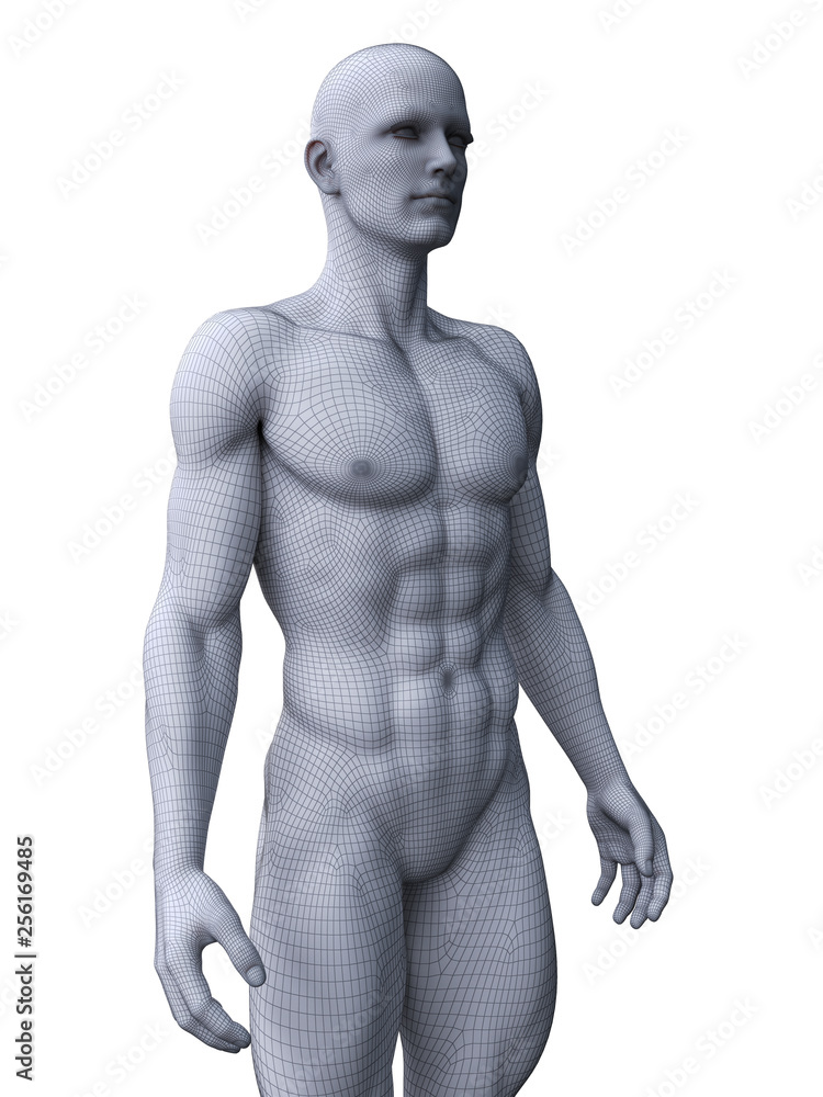 3d rendered medically accurate illustration of a ripped male model 3d rendered medically accurate illustration of a ripped male model