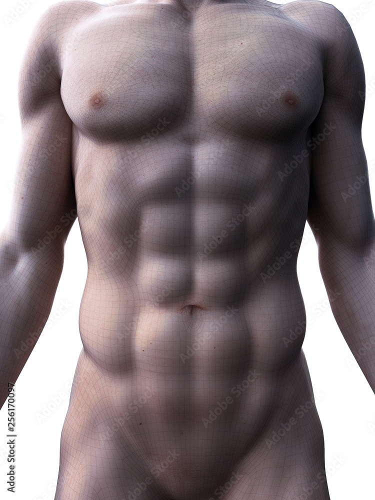 Fototapeta premium 3d rendered medically accurate illustration of sixpack abs