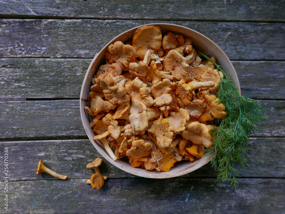 Fototapeta premium Yellow chanterelle mushrooms on wooden background. Raw mushrooms chanterelles. Vegetarian food. Gourmet food