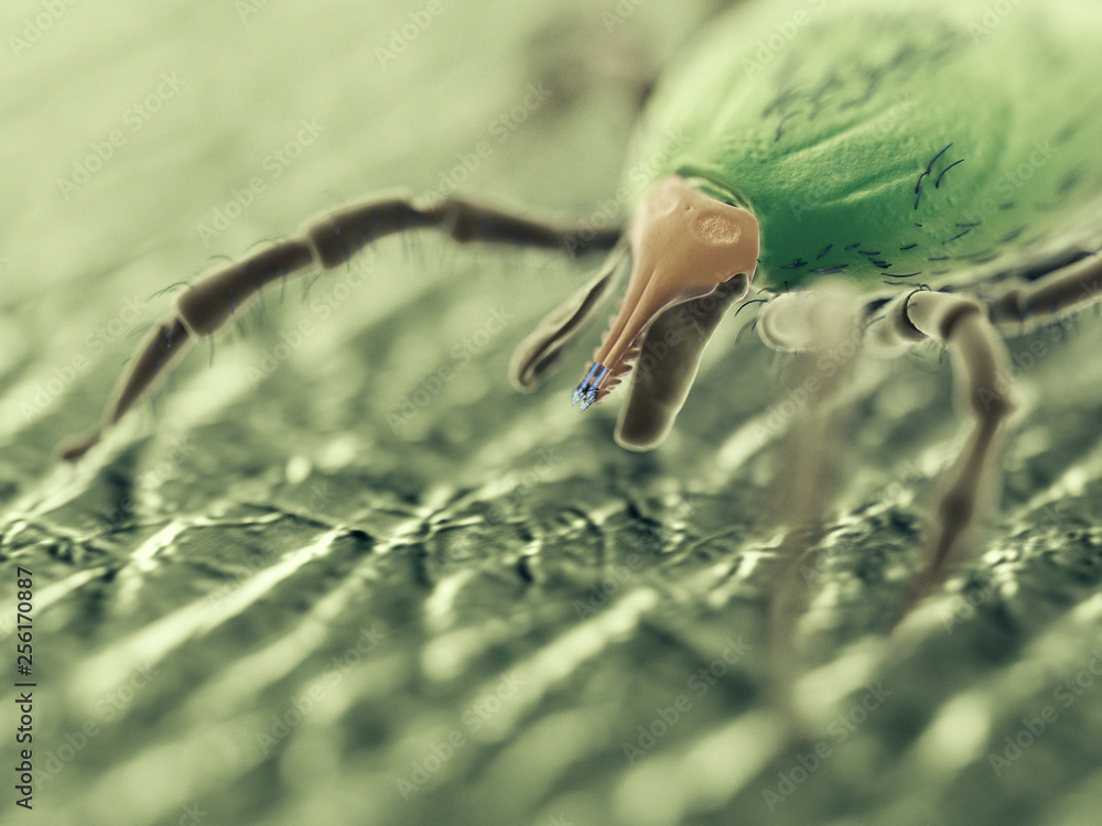 3d rendered medically accurate illustration of a tick - sem style