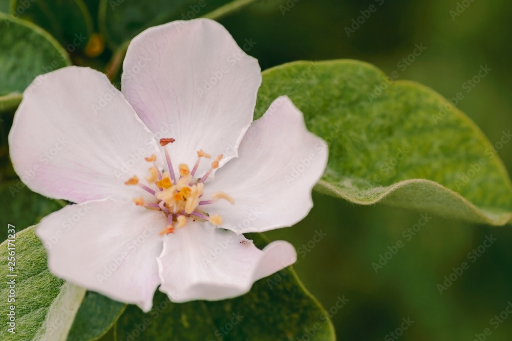 Quince close up bloom in spring Quince close up bloom in spring